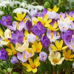 Bloomique Mix Van 40 - Crocus - Krokus - Voorjaarsbloeiend - Meerjarige Planten - Groeit Tot 10-15 Cm