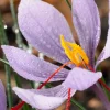 Mix Van 40 - Crocus Sativus - Saffraankrokus - Meerjarige Planten - Groeit Tot 5-10 Cm