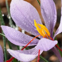 Mix Van 40 - Crocus Sativus - Saffraankrokus - Meerjarige Planten - Groeit Tot 5-10 Cm