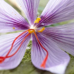 Mix Van 40 - Crocus Sativus - Saffraankrokus - Meerjarige Planten - Groeit Tot 5-10 Cm
