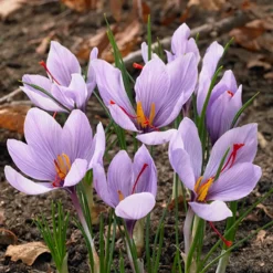 Mix Van 40 - Crocus Sativus - Saffraankrokus - Meerjarige Planten - Groeit Tot 5-10 Cm