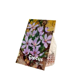 Mix Van 40 - Crocus Sativus - Saffraankrokus - Meerjarige Planten - Groeit Tot 5-10 Cm