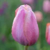 Bloomique Mix Van 20 - 60 Dagen Tulpen - Tulpenbollen - Meerjarige Planten - Groeit Tot 25-60 Cm