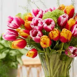 Bloomique Mix Van 20 - 60 Dagen Tulpen - Tulpenbollen - Meerjarige Planten - Groeit Tot 25-60 Cm