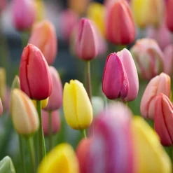 Bloomique Mix Van 20 - 60 Dagen Tulpen - Tulpenbollen - Meerjarige Planten - Groeit Tot 25-60 Cm