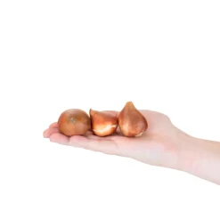 Bloomique Mix Van 20 - 60 Dagen Tulpen - Tulpenbollen - Meerjarige Planten - Groeit Tot 25-60 Cm