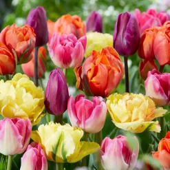 Bloomique Mix Van 20 - 60 Dagen Tulpen - Tulpenbollen - Meerjarige Planten - Groeit Tot 25-60 Cm