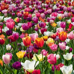 Bloomique Mix Van 20 - 60 Dagen Tulpen - Tulpenbollen - Meerjarige Planten - Groeit Tot 25-60 Cm