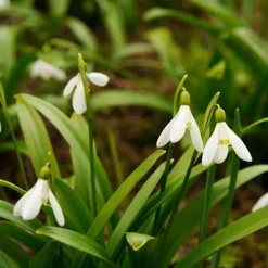 Mix Van 25 - Galanthus Woronowii - Sneeuwklokjes - Meerjarige Planten - Groeit Tot 10-15 Cm
