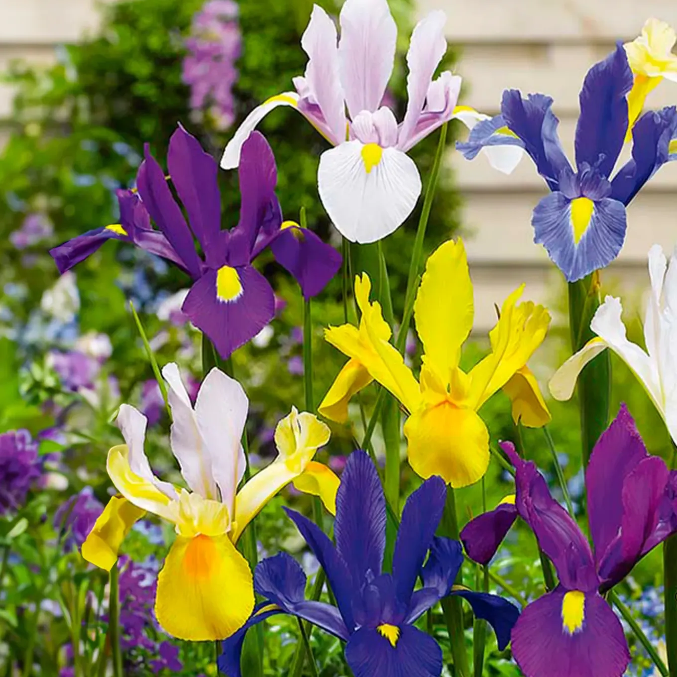 Mix Van 50 - Iris Hollandica - Hollandse Iris - Meerjarige Planten - Groeit Tot 50-60 Cm