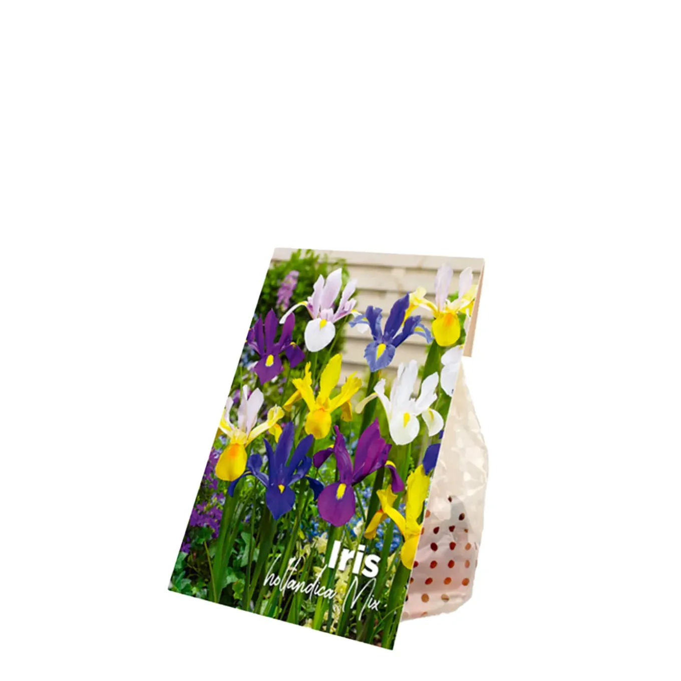 Mix Van 50 - Iris Hollandica - Hollandse Iris - Meerjarige Planten - Groeit Tot 50-60 Cm