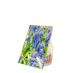 Mix Van 50 - Muscari Armeniacum - Druifhyacint - Meerjarige Planten - Groeit Tot 10-15 Cm