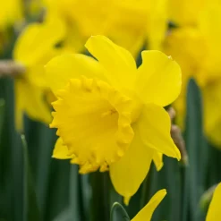 Bloomique Mix Van 15 - Narcissus Dutch Master - Grote Gele Narcis - Meerjarige Planten - Groeit Tot 35-45 Cm