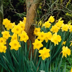 Bloomique Mix Van 15 - Narcissus Dutch Master - Grote Gele Narcis - Meerjarige Planten - Groeit Tot 35-45 Cm