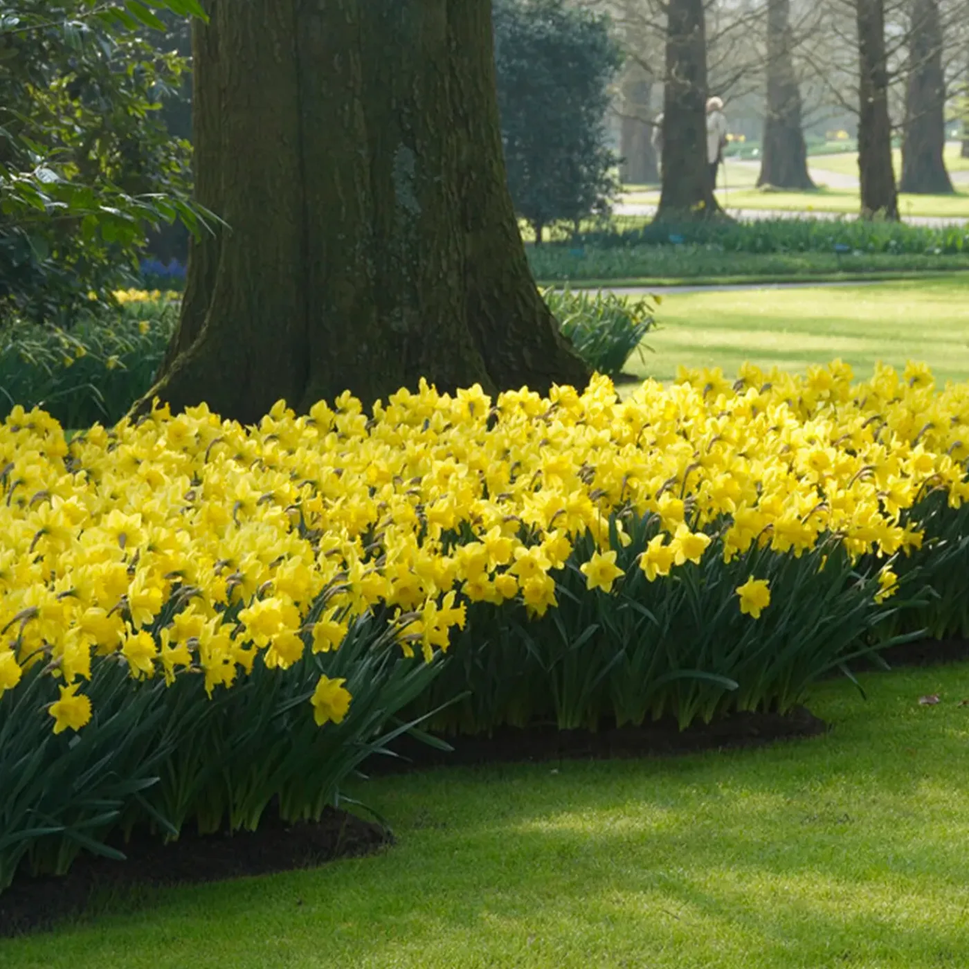 Bloomique Mix Van 15 - Narcissus Dutch Master - Grote Gele Narcis - Meerjarige Planten - Groeit Tot 35-45 Cm