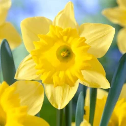 Bloomique Mix Van 15 - Narcissus Dutch Master - Grote Gele Narcis - Meerjarige Planten - Groeit Tot 35-45 Cm