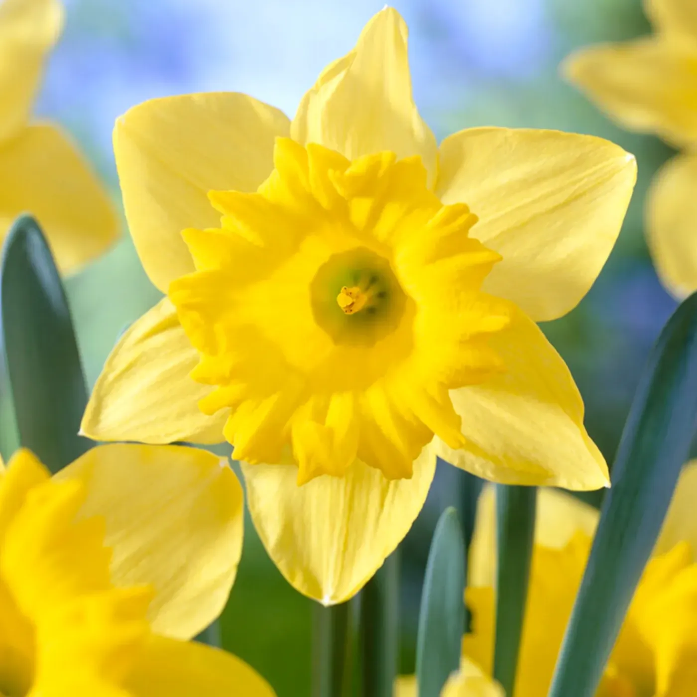Bloomique Mix Van 15 - Narcissus Dutch Master - Grote Gele Narcis - Meerjarige Planten - Groeit Tot 35-45 Cm