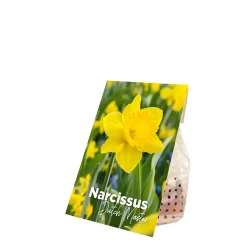 Bloomique Mix Van 15 - Narcissus Dutch Master - Grote Gele Narcis - Meerjarige Planten - Groeit Tot 35-45 Cm