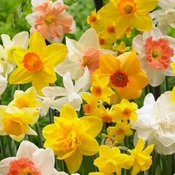 Mix Van 15 - Narcissus - Narcis - Voorjaarsbloeiend - Meerjarige Planten - Groeit Tot 15-35 Cm