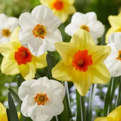 Mix Van 15 - Narcissus - Narcis - Voorjaarsbloeiend - Meerjarige Planten - Groeit Tot 15-35 Cm
