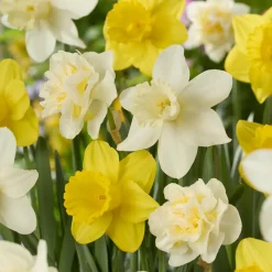 Mix Van 15 - Narcissus - Narcis - Voorjaarsbloeiend - Meerjarige Planten - Groeit Tot 15-35 Cm