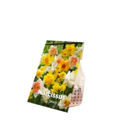 Mix Van 15 - Narcissus - Narcis - Voorjaarsbloeiend - Meerjarige Planten - Groeit Tot 15-35 Cm