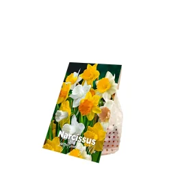 Bloomique Mix Van 15 - Narcissus - Narcis - Voorjaarsbloeiend - Meerjarige Planten - Groeit Tot 35-45 Cm