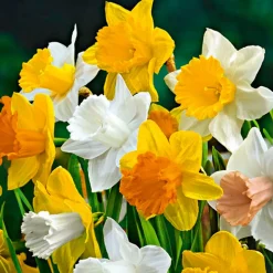 Bloomique Mix Van 15 - Narcissus - Narcis - Voorjaarsbloeiend - Meerjarige Planten - Groeit Tot 35-45 Cm