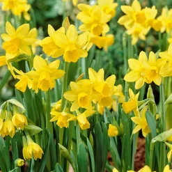 Mix Van 25 - Narcissus Tete A Tete - Kleine Narcis - Meerjarige Planten - Groeit Tot 15-20 Cm