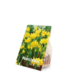Mix Van 25 - Narcissus Tete A Tete - Kleine Narcis - Meerjarige Planten - Groeit Tot 15-20 Cm