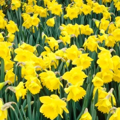 Mix Van 25 - Narcissus Tete A Tete - Kleine Narcis - Meerjarige Planten - Groeit Tot 15-20 Cm