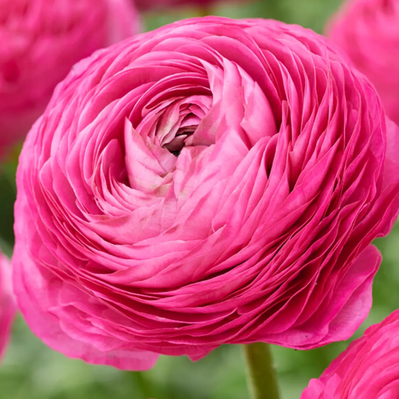 Mix Van 50 - Ranunculus - Ranonkel - Voorjaarsbloeiend - Meerjarige Planten - Groeit Tot 30-40 Cm