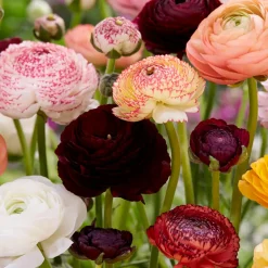 Mix Van 50 - Ranunculus - Ranonkel - Voorjaarsbloeiend - Meerjarige Planten - Groeit Tot 30-40 Cm