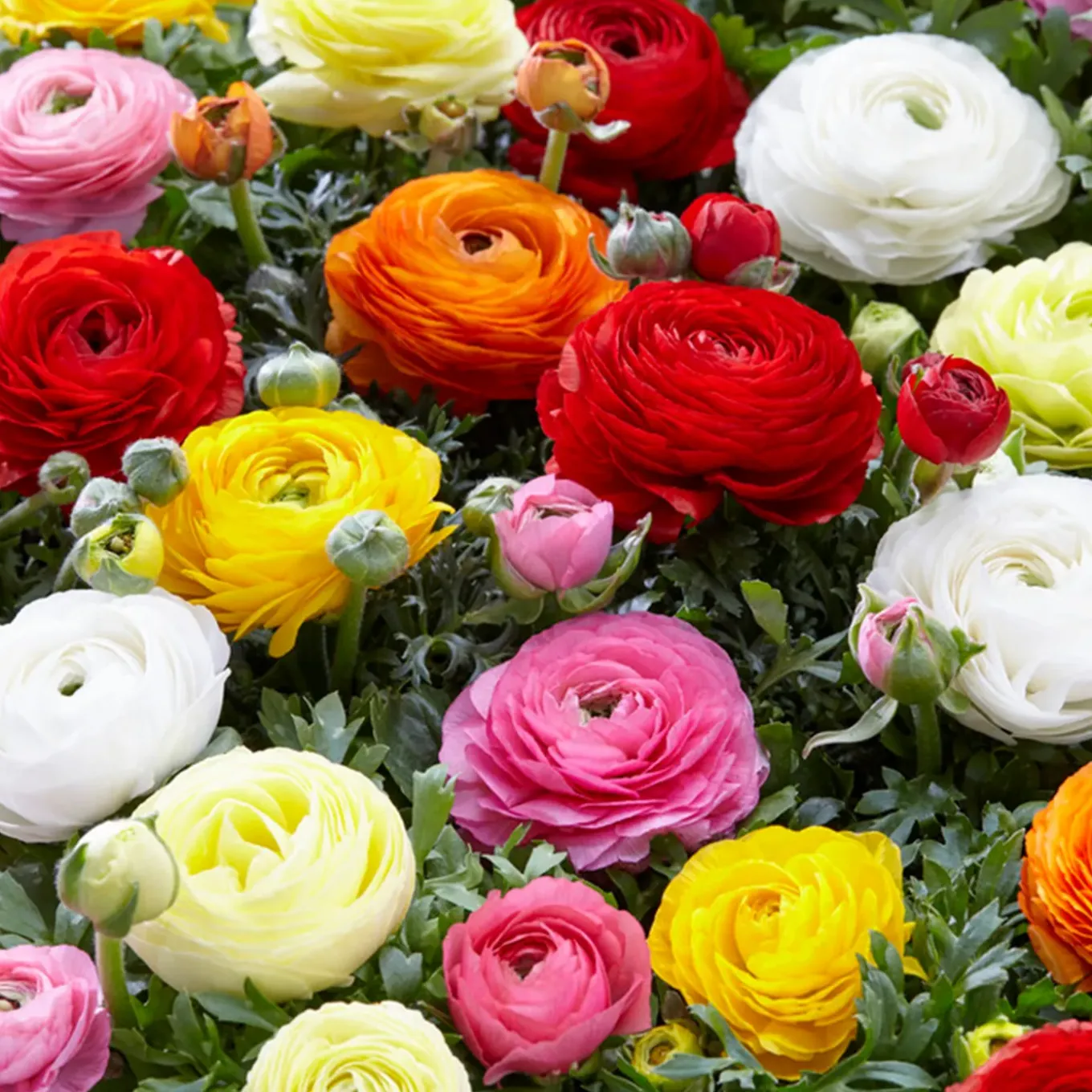 Mix Van 50 - Ranunculus - Ranonkel - Voorjaarsbloeiend - Meerjarige Planten - Groeit Tot 30-40 Cm
