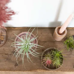 Mix Van 5 - Tillandsia - Luchtplantjes - Zeer Gemakkelijk Te Verzorgen - 5-15 Cm Groot