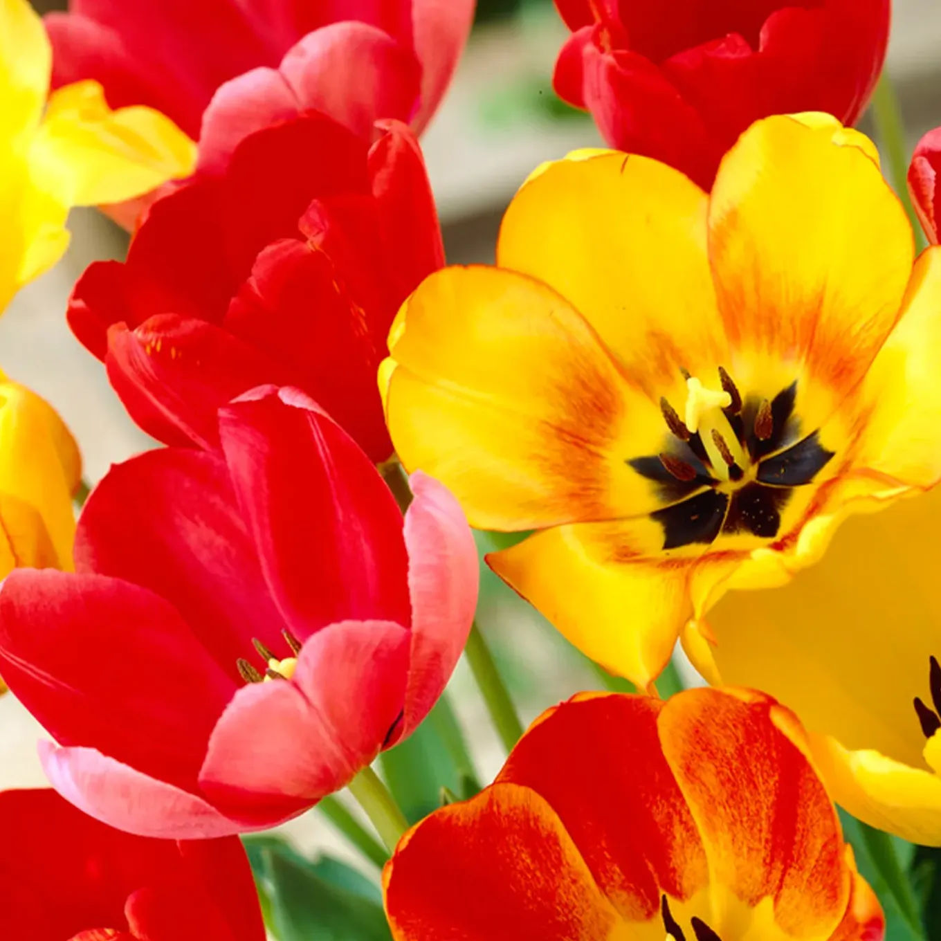 Mix Van 20 - Tulipa Darwin Hybrid Mix - Tulpenbollen - Meerjarige Planten - Groeit Tot 55-60 Cm