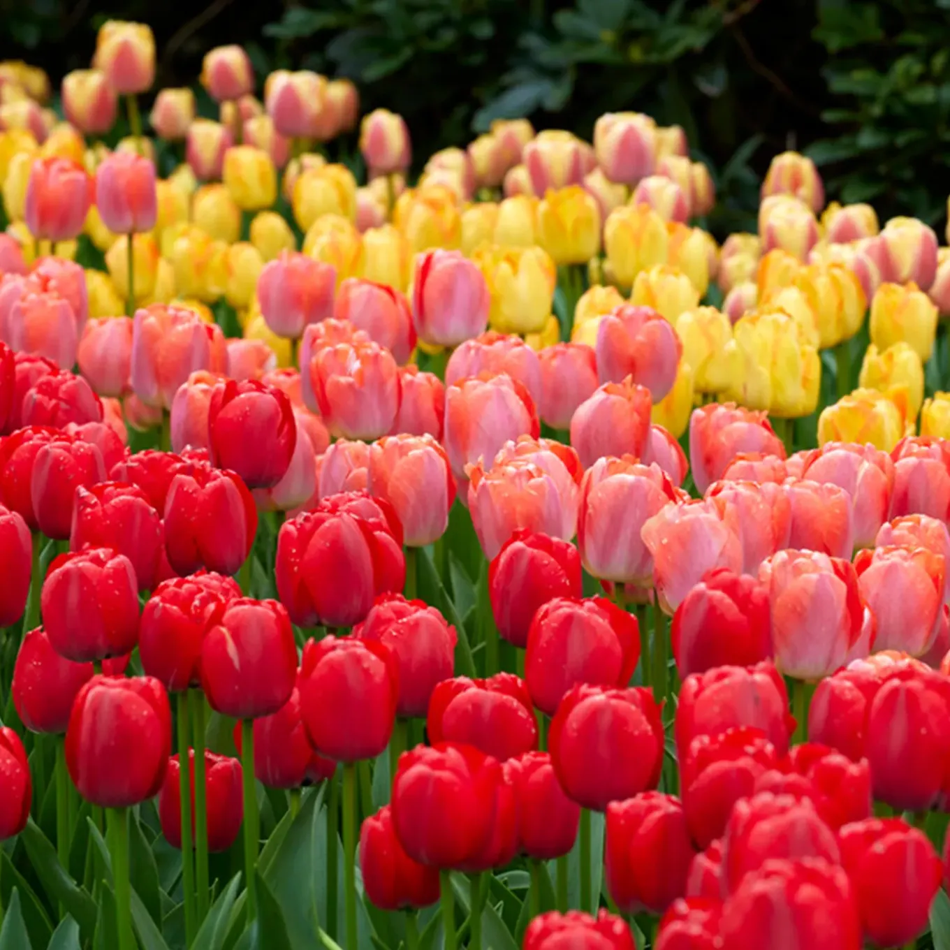 Mix Van 20 - Tulipa Darwin Hybrid Mix - Tulpenbollen - Meerjarige Planten - Groeit Tot 55-60 Cm