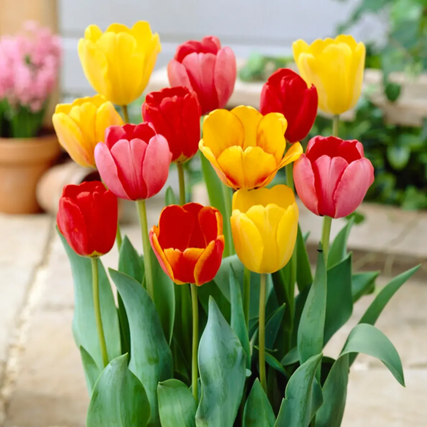 Mix Van 20 - Tulipa Darwin Hybrid Mix - Tulpenbollen - Meerjarige Planten - Groeit Tot 55-60 Cm
