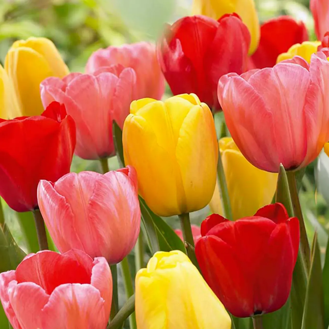 Mix Van 20 - Tulipa Darwin Hybrid Mix - Tulpenbollen - Meerjarige Planten - Groeit Tot 55-60 Cm