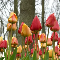 Mix Van 20 - Tulipa Darwin Hybrid Mix - Tulpenbollen - Meerjarige Planten - Groeit Tot 55-60 Cm