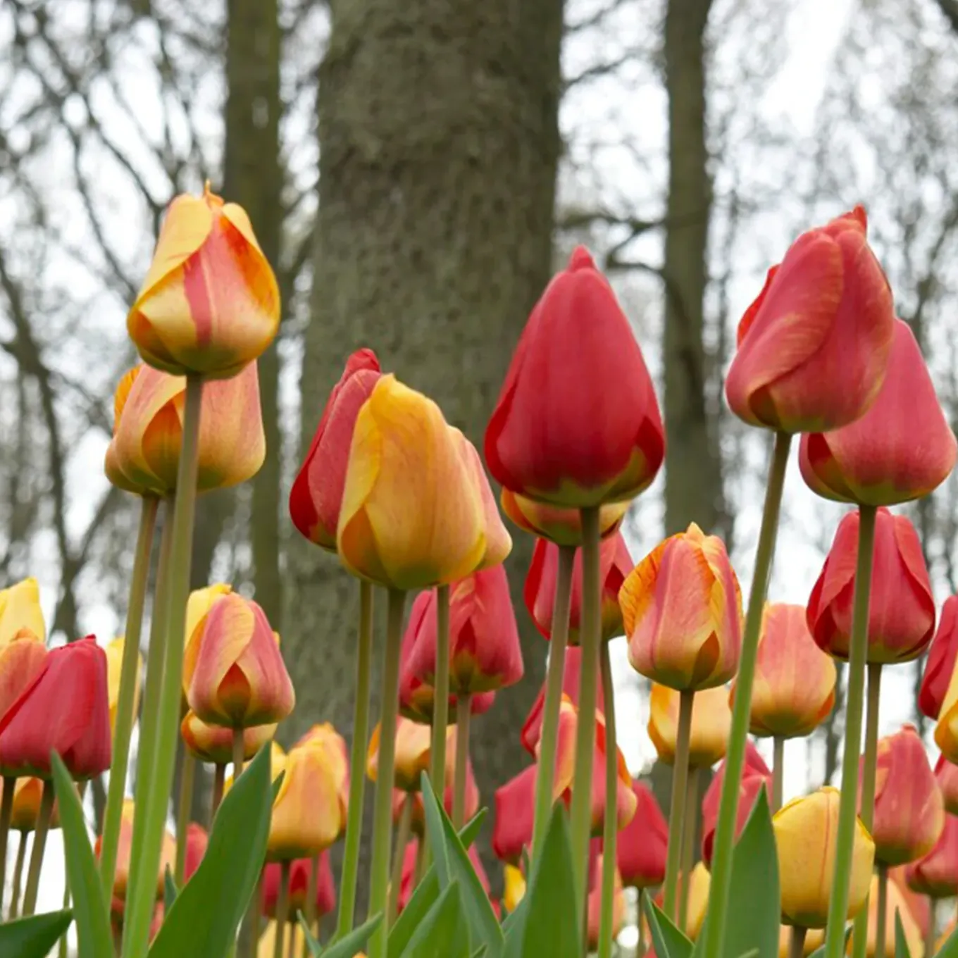 Mix Van 20 - Tulipa Darwin Hybrid Mix - Tulpenbollen - Meerjarige Planten - Groeit Tot 55-60 Cm