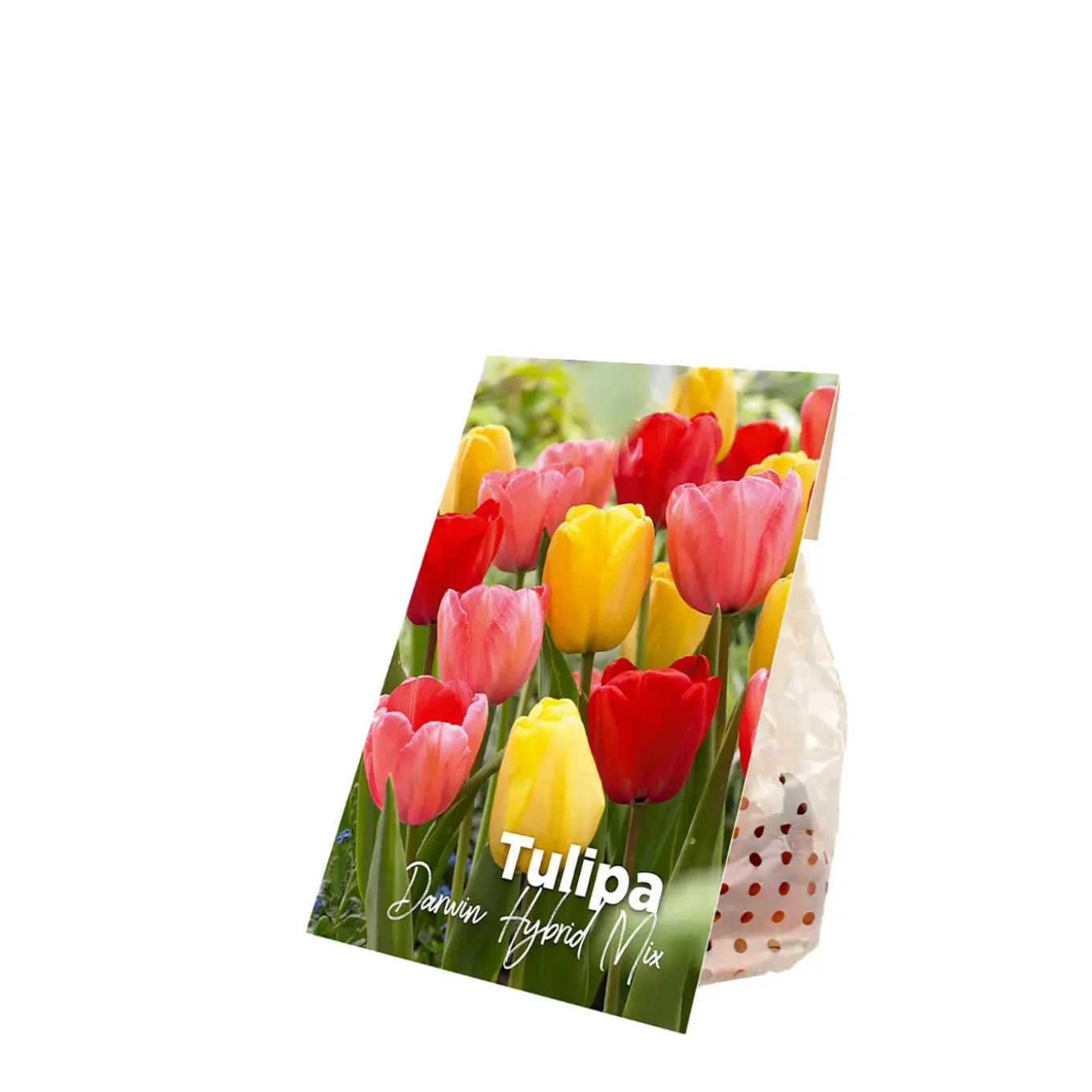 Mix Van 20 - Tulipa Darwin Hybrid Mix - Tulpenbollen - Meerjarige Planten - Groeit Tot 55-60 Cm