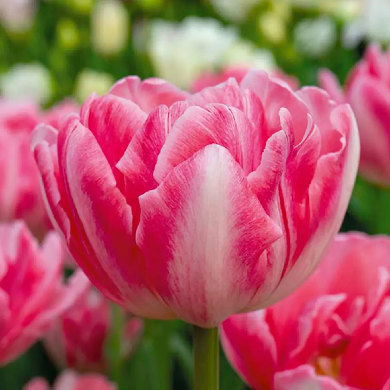 Mix Van 20 - Tulipa Double Pink - Tulpenbollen - Meerjarige Planten - Groeit Tot 30-35 Cm