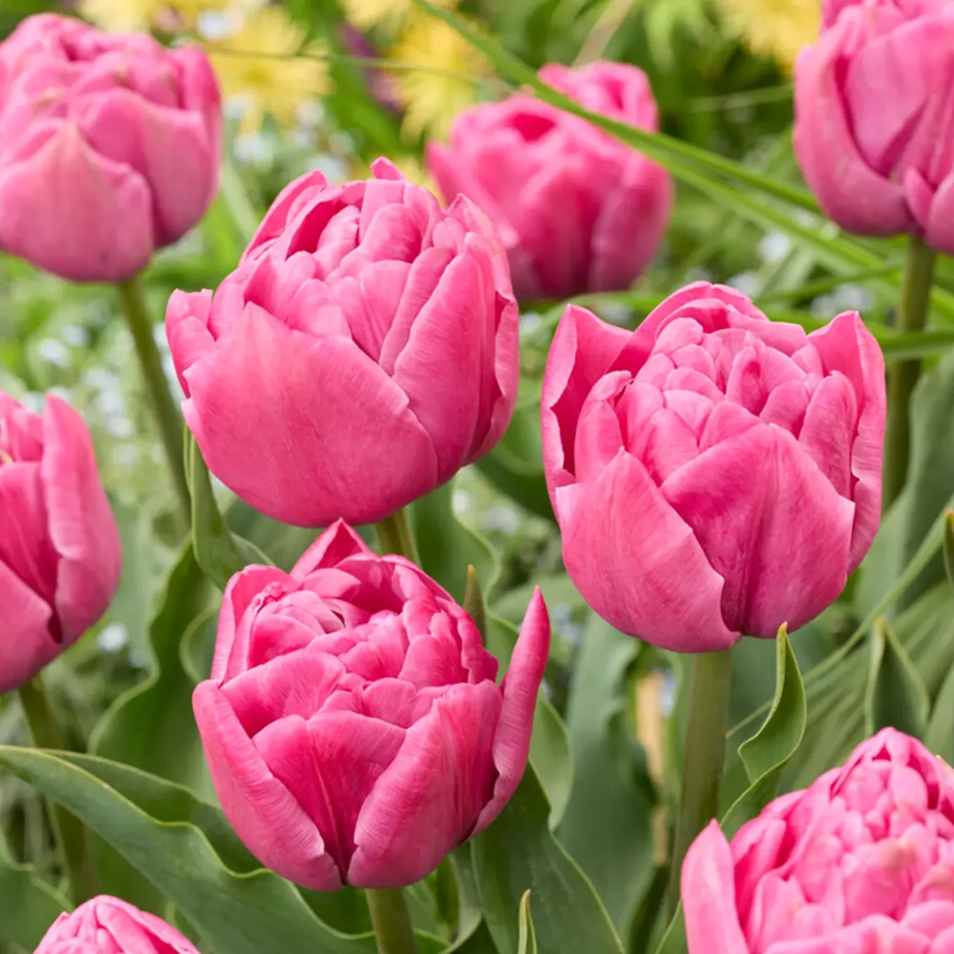 Mix Van 20 - Tulipa Double Pink - Tulpenbollen - Meerjarige Planten - Groeit Tot 30-35 Cm