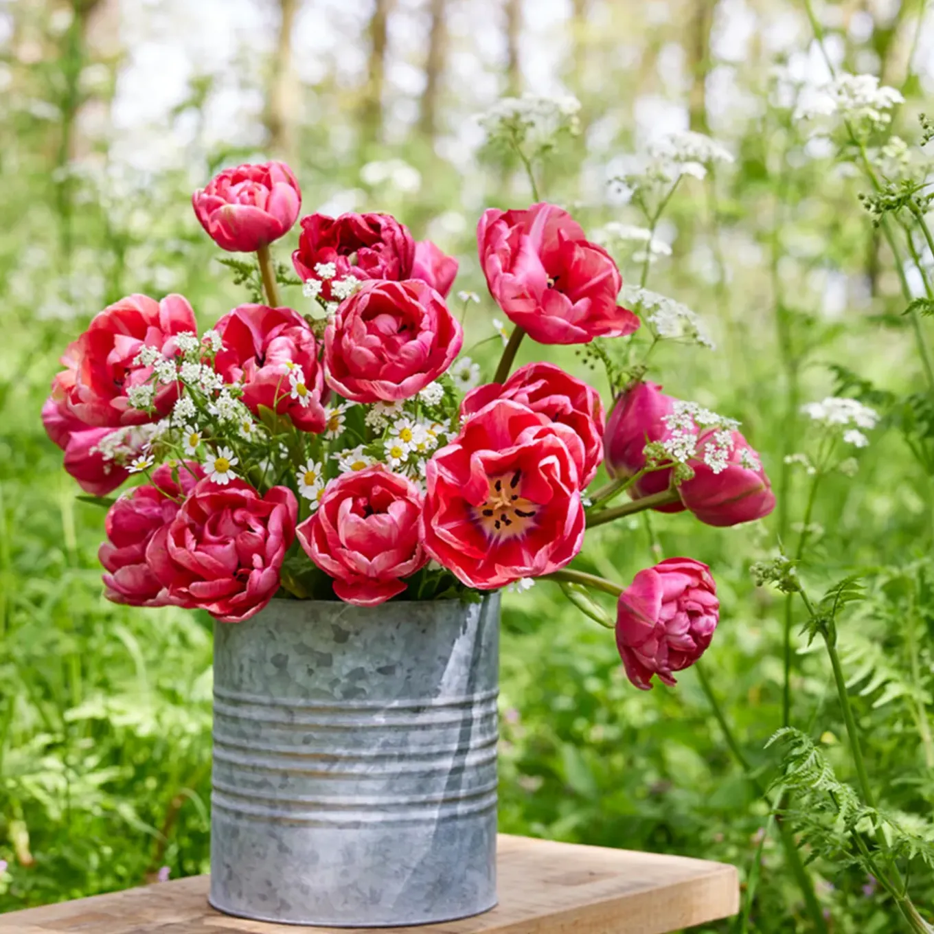 Mix Van 20 - Tulipa Double Pink - Tulpenbollen - Meerjarige Planten - Groeit Tot 30-35 Cm