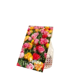 Mix Van 20 - Tulipa Dubbel Mix - Dubbele Bloem - Meerjarige Planten - Groeit Tot 35-40 Cm
