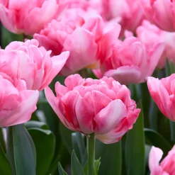 Mix Van 20 - Tulipa Dubbel Mix - Dubbele Bloem - Meerjarige Planten - Groeit Tot 35-40 Cm