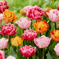 Mix Van 20 - Tulipa Dubbel Mix - Dubbele Bloem - Meerjarige Planten - Groeit Tot 35-40 Cm