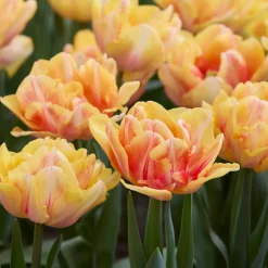 Mix Van 20 - Tulipa Dubbel Mix - Dubbele Bloem - Meerjarige Planten - Groeit Tot 35-40 Cm