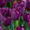 Bloomique Mix Van 20 - Tulipa Purple Mix - Paarse Mix - Meerjarige Planten - Groeit Tot 30-35 Cm